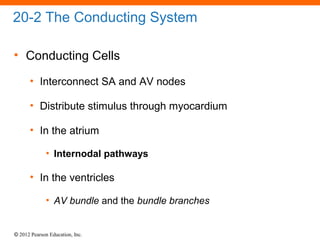 © 2012 Pearson Education, Inc.
20-2 The Conducting System
• Conducting Cells
• Interconnect SA and AV nodes
• Distribute stimulus through myocardium
• In the atrium
• Internodal pathways
• In the ventricles
• AV bundle and the bundle branches
 