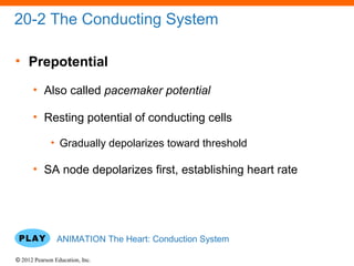 © 2012 Pearson Education, Inc.
20-2 The Conducting System
• Prepotential
• Also called pacemaker potential
• Resting potential of conducting cells
• Gradually depolarizes toward threshold
• SA node depolarizes first, establishing heart rate
ANIMATION The Heart: Conduction System
 