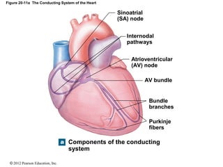 © 2012 Pearson Education, Inc.
Figure 20-11a The Conducting System of the Heart
AV bundle
Components of the conducting
system
Purkinje
fibers
Bundle
branches
Atrioventricular
(AV) node
Internodal
pathways
Sinoatrial
(SA) node
 