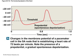© 2012 Pearson Education, Inc.
Figure 20-11b The Conducting System of the Heart
Changes in the membrane potential of a pacemaker
cell in the SA node that is establishing a heart rate of
72 beats per minute. Note the presence of a
prepotential, a gradual spontaneous depolarization.
Time (sec)
Prepotential
(spontaneous depolarization)
Threshold
 