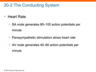 © 2012 Pearson Education, Inc.
20-2 The Conducting System
• Heart Rate
• SA node generates 80–100 action potentials per
minute
• Parasympathetic stimulation slows heart rate
• AV node generates 40–60 action potentials per
minute
 