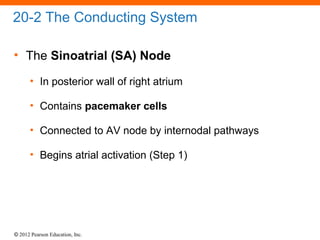 © 2012 Pearson Education, Inc.
20-2 The Conducting System
• The Sinoatrial (SA) Node
• In posterior wall of right atrium
• Contains pacemaker cells
• Connected to AV node by internodal pathways
• Begins atrial activation (Step 1)
 