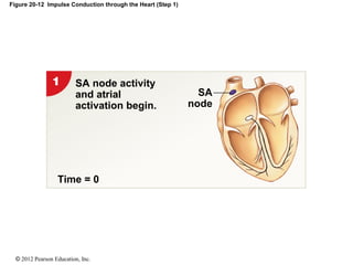 © 2012 Pearson Education, Inc.
Figure 20-12 Impulse Conduction through the Heart (Step 1)
Time = 0
SA
node
SA node activity
and atrial
activation begin.
 