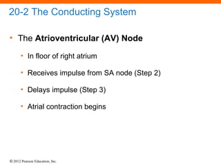 © 2012 Pearson Education, Inc.
20-2 The Conducting System
• The Atrioventricular (AV) Node
• In floor of right atrium
• Receives impulse from SA node (Step 2)
• Delays impulse (Step 3)
• Atrial contraction begins
 