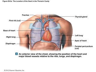 © 2012 Pearson Education, Inc.
Figure 20-2a The Location of the Heart in the Thoracic Cavity
Trachea
First rib (cut)
Base of heart
Right lung
Diaphragm
Thyroid gland
Left lung
Apex of heart
Parietal pericardium
(cut)
An anterior view of the chest, showing the position of the heart and
major blood vessels relative to the ribs, lungs, and diaphragm.
 