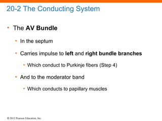 © 2012 Pearson Education, Inc.
20-2 The Conducting System
• The AV Bundle
• In the septum
• Carries impulse to left and right bundle branches
• Which conduct to Purkinje fibers (Step 4)
• And to the moderator band
• Which conducts to papillary muscles
 