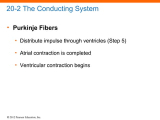 © 2012 Pearson Education, Inc.
20-2 The Conducting System
• Purkinje Fibers
• Distribute impulse through ventricles (Step 5)
• Atrial contraction is completed
• Ventricular contraction begins
 