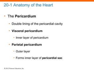 © 2012 Pearson Education, Inc.
20-1 Anatomy of the Heart
• The Pericardium
• Double lining of the pericardial cavity
• Visceral pericardium
• Inner layer of pericardium
• Parietal pericardium
• Outer layer
• Forms inner layer of pericardial sac
 