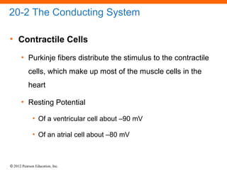 © 2012 Pearson Education, Inc.
20-2 The Conducting System
• Contractile Cells
• Purkinje fibers distribute the stimulus to the contractile
cells, which make up most of the muscle cells in the
heart
• Resting Potential
• Of a ventricular cell about –90 mV
• Of an atrial cell about –80 mV
 