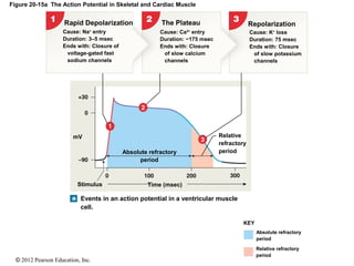 © 2012 Pearson Education, Inc.
Figure 20-15a The Action Potential in Skeletal and Cardiac Muscle
Rapid Depolarization The Plateau Repolarization
Cause: Na+
entry
Duration: 3–5 msec
Ends with: Closure of
voltage-gated fast
sodium channels
Cause: Ca2+
entry
Duration: ~175 msec
Ends with: Closure
of slow calcium
channels
Cause: K+
loss
Duration: 75 msec
Ends with: Closure
of slow potassium
channels
Relative
refractory
period
Stimulus
Events in an action potential in a ventricular muscle
cell.
KEY
Absolute refractory
period
Relative refractory
period
Absolute refractory
period
Time (msec)
mV
 