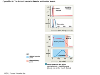 © 2012 Pearson Education, Inc.
Figure 20-15b The Action Potential in Skeletal and Cardiac Muscle
mV
SKELETAL
MUSCLE
CARDIAC
MUSCLE
Action potentialmV
Contraction
Tension
Time (msec)
Time (msec)
ContractionTension
Action
potential
KEY
Absolute refractory
period
Relative refractory
period
Action potentials and twitch
contractions in a skeletal muscle
(above) and cardiac muscle (below).
 