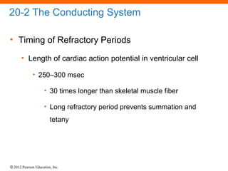 © 2012 Pearson Education, Inc.
20-2 The Conducting System
• Timing of Refractory Periods
• Length of cardiac action potential in ventricular cell
• 250–300 msec
• 30 times longer than skeletal muscle fiber
• Long refractory period prevents summation and
tetany
 