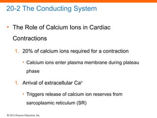 © 2012 Pearson Education, Inc.
20-2 The Conducting System
• The Role of Calcium Ions in Cardiac
Contractions
1. 20% of calcium ions required for a contraction
• Calcium ions enter plasma membrane during plateau
phase
1. Arrival of extracellular Ca2+
• Triggers release of calcium ion reserves from
sarcoplasmic reticulum (SR)
 