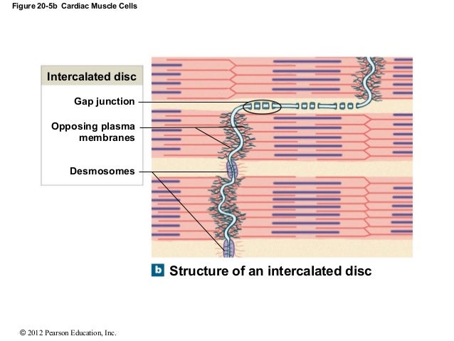 Ch 20_lecture_presentation1