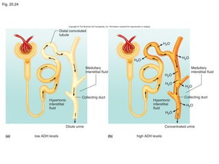 Fig. 20.24
 