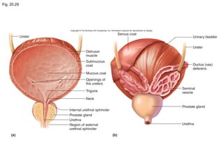 Fig. 20.29
 