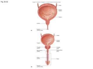 Fig. 20.32
 
