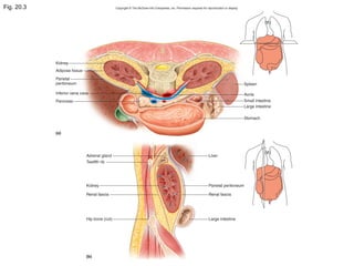 Fig. 20.3
 