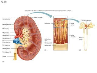 Fig. 20.4
 