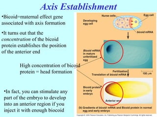 Axis Establishment
•It turns out that the
concentration of the bicoid
protein establishes the position
of the anterior end
High concentration of bicoid
protein = head formation
•In fact, you can stimulate any
part of the embryo to develop
into an anterior region if you
inject it with enough biocoid
•Bicoid=maternal effect gene
associated with axis formation
 