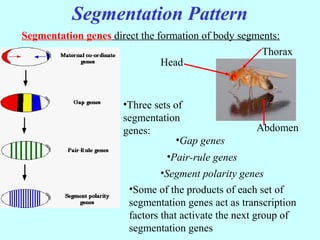 Segmentation Pattern
Segmentation genes direct the formation of body segments:
Head
Thorax
Abdomen
•Three sets of
segmentation
genes:
•Gap genes
•Pair-rule genes
•Segment polarity genes
•Some of the products of each set of
segmentation genes act as transcription
factors that activate the next group of
segmentation genes
 