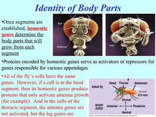 Identity of Body Parts
•Once segments are
established, homeotic
genes determine the
body parts that will
grow from each
segment
•Proteins encoded by homeotic genes serve as activators or repressors forProteins encoded by homeotic genes serve as activators or repressors for
genes responsible for various appendagesgenes responsible for various appendages
•All of the fly’s cells have the same
genes. However, if a cell is in the head
segment, then its homeotic genes produce
proteins that only activate antenna growth
(for example). And in the cells of the
thoracic segment, the antenna genes are
not activated, but the leg genes are.
 