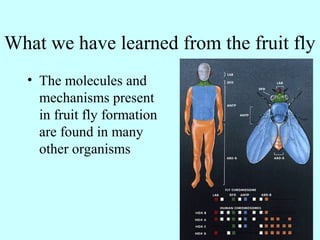 What we have learned from the fruit fly
• The molecules and
mechanisms present
in fruit fly formation
are found in many
other organisms
 