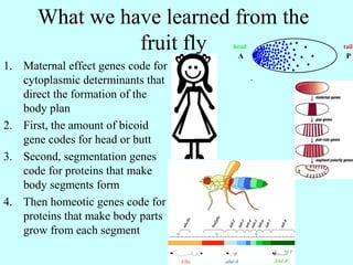 What we have learned from the
fruit fly
1. Maternal effect genes code for
cytoplasmic determinants that
direct the formation of the
body plan
2. First, the amount of bicoid
gene codes for head or butt
3. Second, segmentation genes
code for proteins that make
body segments form
4. Then homeotic genes code for
proteins that make body parts
grow from each segment
 