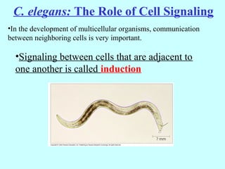 C. elegans: The Role of Cell Signaling
•In the development of multicellular organisms, communication
between neighboring cells is very important.
•Signaling between cells that are adjacent to
one another is called induction
 