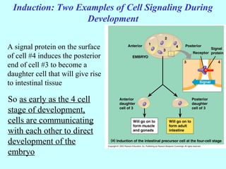 Induction: Two Examples of Cell Signaling During
Development
A signal protein on the surface
of cell #4 induces the posterior
end of cell #3 to become a
daughter cell that will give rise
to intestinal tissue
So as early as the 4 cell
stage of development,
cells are communicating
with each other to direct
development of the
embryo
 