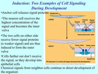 Induction: Two Examples of Cell Signaling
During Development
•Anchor cell releases signal proteins.
•The nearest cell receives the
highest concentration of the
signal and becomes the inner
vulva
•The two cells on either side
receive fewer signal proteins
(a weaker signal) and are thus
induced to form the outer
vulva
•Cells further out don’t receive
the signal, so they develop into
epithelial cells
Chemical signals from neighbor cells continue to direct development of
the organism
 