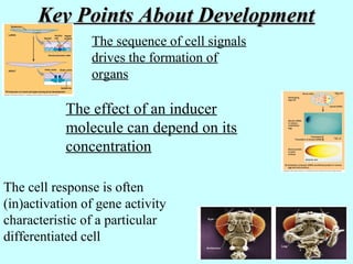 Key Points About DevelopmentKey Points About Development
The sequence of cell signals
drives the formation of
organs
The effect of an inducer
molecule can depend on its
concentration
The cell response is often
(in)activation of gene activity
characteristic of a particular
differentiated cell
 