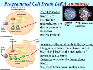 Programmed Cell Death (AKA Apoptosis)
Normal
WBC
WBC undergoing
apoptosis
•Ced-3 & Ced-4Ced-3 & Ced-4
proteins areproteins are
essential foressential for
apoptosis,apoptosis, and areand are
always present inalways present in
the cell asthe cell as
inactive proteinsinactive proteins
•Proteases-enzymes that break down
protein
Nucleases-break down nucleic acids
•When a death signal binds to the receptor,
it triggers a cascade that activates ced-3
&ced-4 and leads to the production of
proteases & nucleases
 