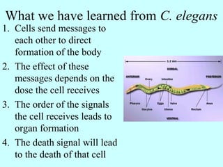What we have learned from C. elegans
1. Cells send messages to
each other to direct
formation of the body
2. The effect of these
messages depends on the
dose the cell receives
3. The order of the signals
the cell receives leads to
organ formation
4. The death signal will lead
to the death of that cell
 