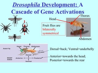 Drosophila Development: A
Cascade of Gene Activations
Head
Thorax
Abdomen
Fruit flies are
bilaterally
symmetrical
Dorsal=back; Ventral=underbelly
Anterior=towards the head;
Posterior=towards the rear
 
