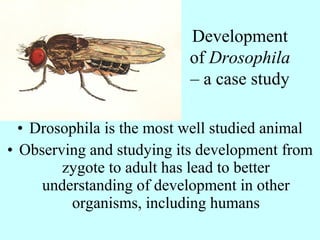 Development
of Drosophila
– a case study
• Drosophila is the most well studied animal
• Observing and studying its development from
zygote to adult has lead to better
understanding of development in other
organisms, including humans
 