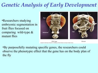 Genetic Analysis of Early Development
•Researchers studying
embryonic segmentation in
fruit flies focused on
comparing wild-type &
mutant flies
•By purposefully mutating specific genes, the researchers could
observe the phenotypic effect that the gene has on the body plan of
the fly
 