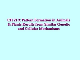 CH 21.3: Pattern Formation in AnimalsCH 21.3: Pattern Formation in Animals
& Plants Results from Similar Genetic& Plants Results from Similar Genetic
and Cellular Mechanismsand Cellular Mechanisms
 