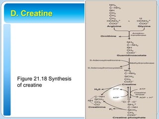 Ch21 conversion-of-amino-acids-to-specialized-products 1 | PPTX