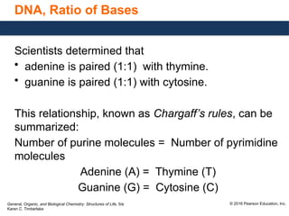 Understanding the DNA Double Helix: Structure and Base Pairing ...