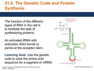 General, Organic, and Biological Chemistry: Structures of Life, 5/e
Karen C. Timberlake
© 2016 Pearson Education, Inc.
21.6 The Genetic Code and Protein
Synthesis
The function of the different
types of RNA in the cell is
to facilitate the task of
synthesizing proteins.
An activated tRNA with
anticodon AGU bonds to
serine at the acceptor stem.
Learning Goal Use the genetic
code to write the amino acid
sequence for a segment of mRNA.
 