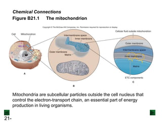 21-
Figure B21.1 The mitochondrion
Chemical Connections
Mitochondria are subcellular particles outside the cell nucleus that
control the electron-transport chain, an essential part of energy
production in living organisms.
 