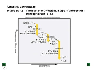 21-
Figure B21.2 The main energy-yielding steps in the electron-
transport chain (ETC).
Chemical Connections
 