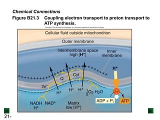 21-
Figure B21.3 Coupling electron transport to proton transport to
ATP synthesis.
Chemical Connections
 