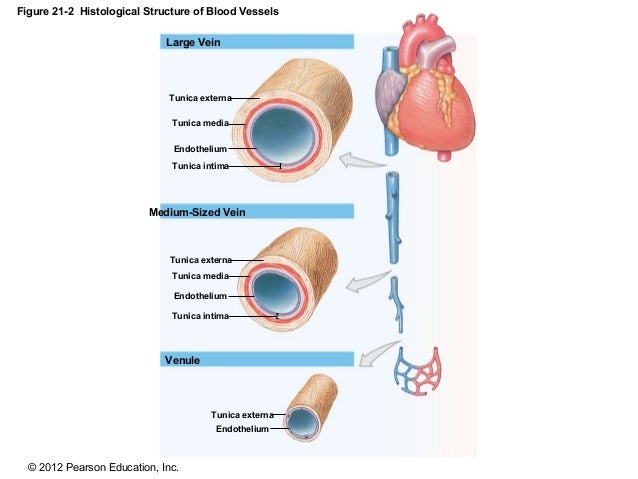 veins function