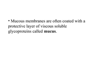 • Mucous membranes are often coated with a
protective layer of viscous soluble
glycoproteins called mucus.
 