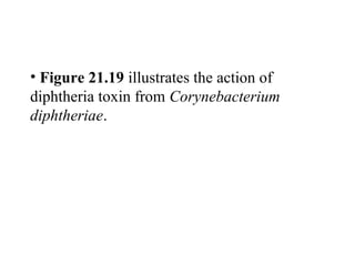 • Figure 21.19 illustrates the action of
diphtheria toxin from Corynebacterium
diphtheriae.
 