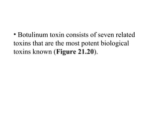 • Botulinum toxin consists of seven related
toxins that are the most potent biological
toxins known (Figure 21.20).
 