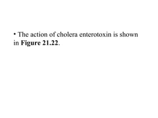 • The action of cholera enterotoxin is shown
in Figure 21.22.
 