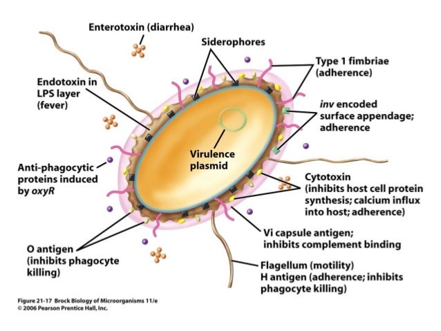 Brock Biology Of Microorganisms 13th Edition Powerpoint Template